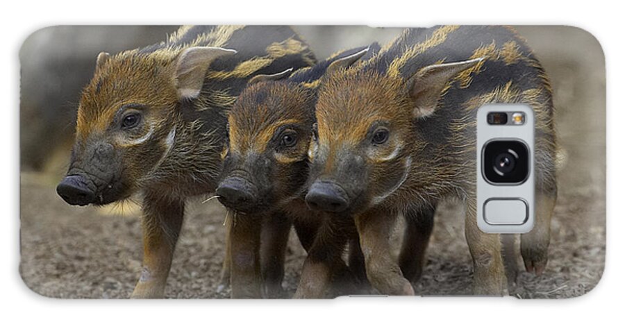 Feb0514 Galaxy Case featuring the photograph Red River Hog Piglet Trio by San Diego Zoo