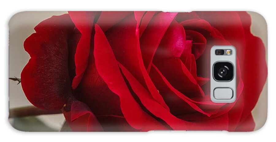 Florida Galaxy Case featuring the photograph Red Rose by Jane Luxton