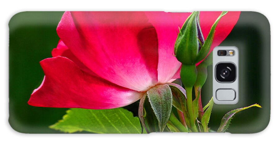 Rose Galaxy Case featuring the photograph Red rose by Jean Noren