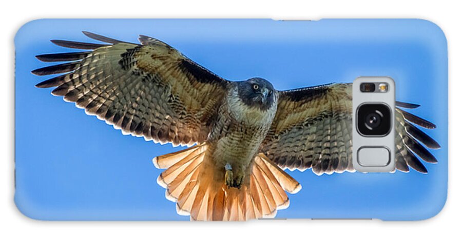 Red Galaxy Case featuring the photograph Red Tail Hawk by Pierre Leclerc Photography