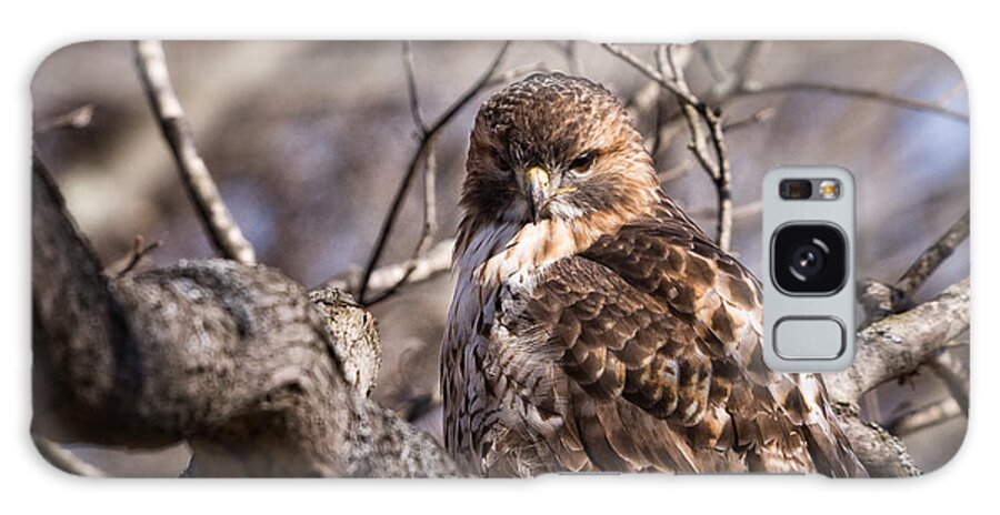 Buteo Jamaicensis Galaxy Case featuring the photograph Red-Tail Hawk Stare by Jeff Sinon