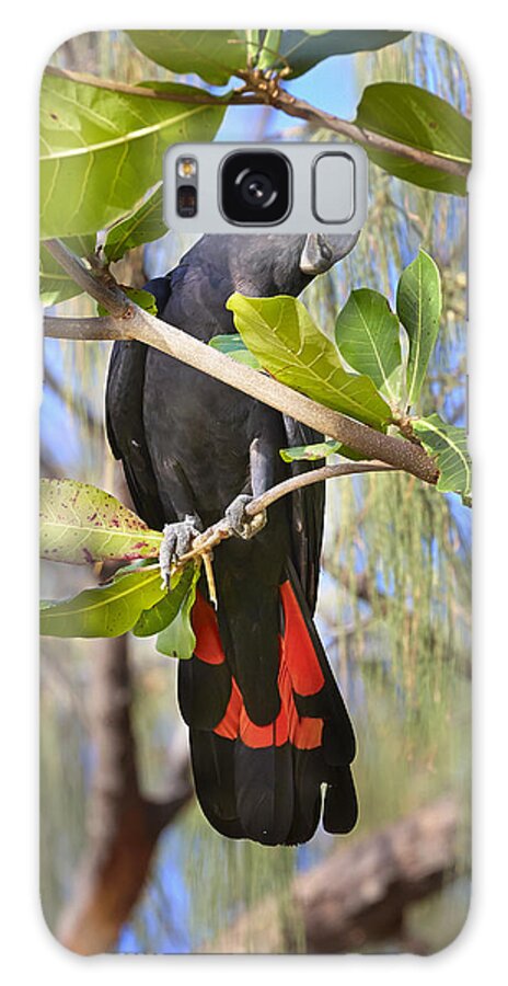 Martin Willis Galaxy Case featuring the photograph Red-tailed Black-cockatoo Queensland by Martin Willis