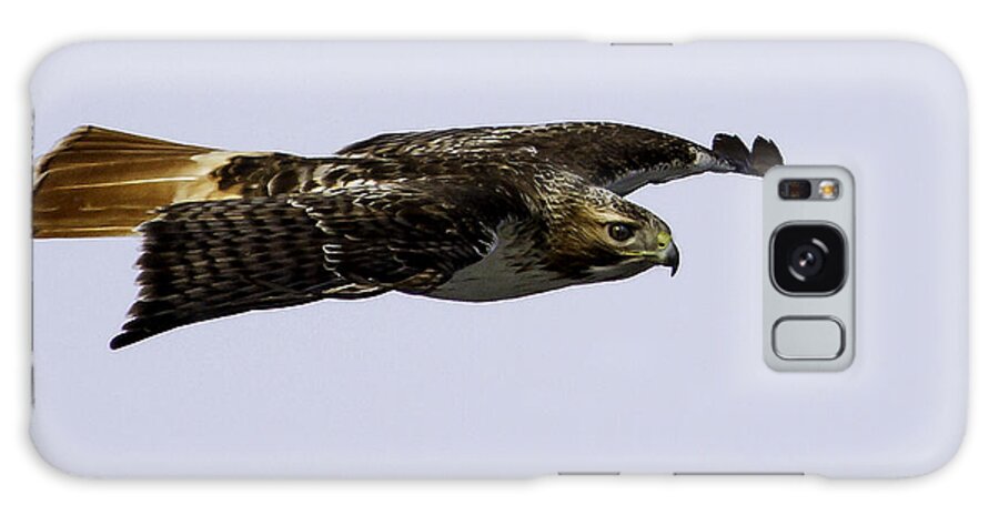 Red-tailed Hawk Galaxy Case featuring the photograph Red-tailed Hawk in Flight 2 by Thomas Young
