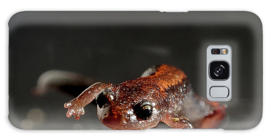 Animal Themes Galaxy Case featuring the photograph Redback Salamander Plethodon Cinereus by Aaron Ansarov