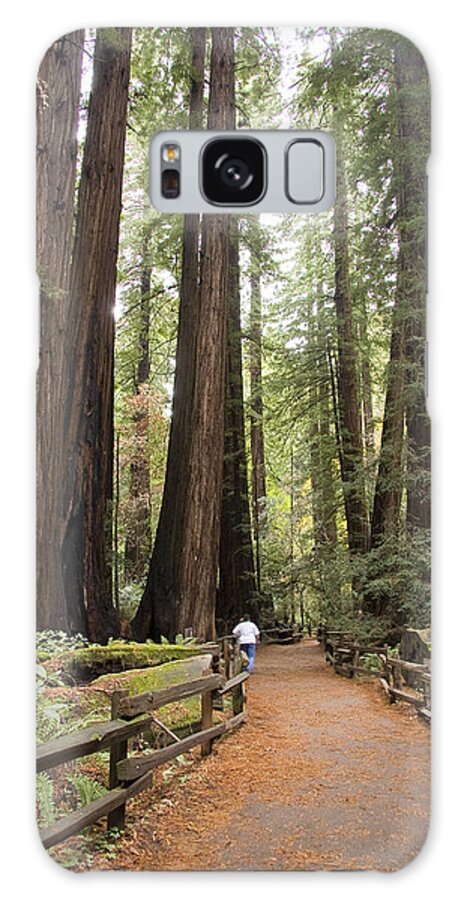 Muir Woods Galaxy Case featuring the photograph Redwood Trees by Sue Leonard