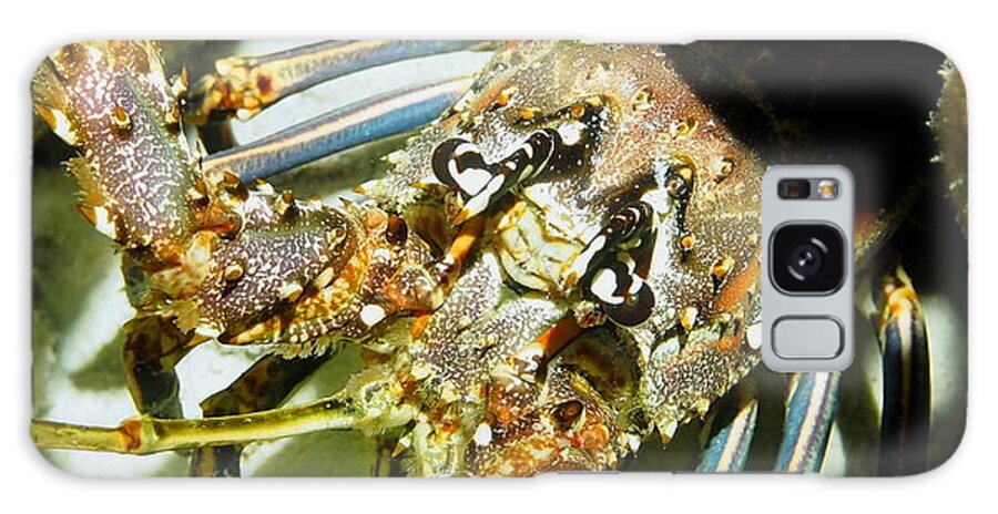 Nature Galaxy Case featuring the photograph Reef Lobster Close Up Spotlight by Amy McDaniel