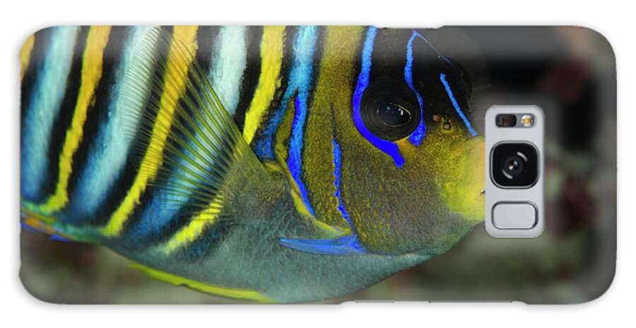Angelfish Galaxy Case featuring the photograph Regal Angelfish (pygoplites Diacanthus by Pete Oxford