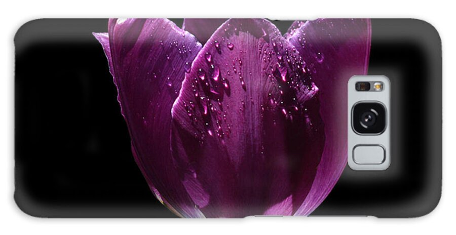 Tulip Galaxy Case featuring the photograph Regal Purple by Doug Norkum