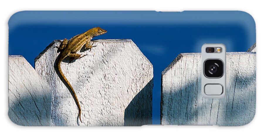 Anolis Sagrei Galaxy Case featuring the photograph Reptile on a Fence by Ed Gleichman