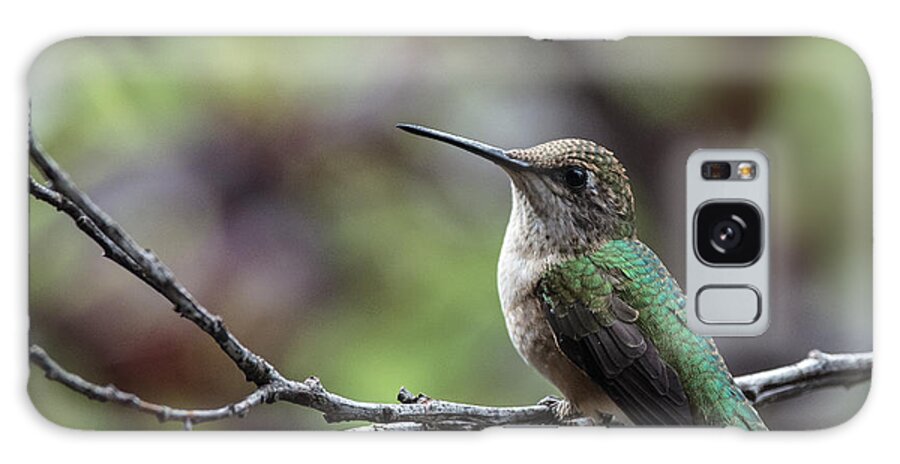 Ruby Throated Hummingbird Galaxy Case featuring the photograph Resting Between Rounds by Jim Zablotny