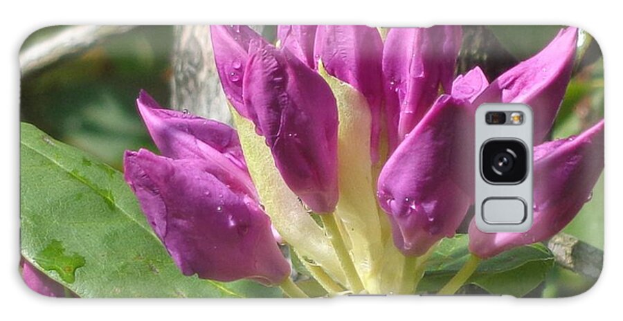 Flower Galaxy Case featuring the photograph Rhodo Buds N Raindrops by Christina Verdgeline