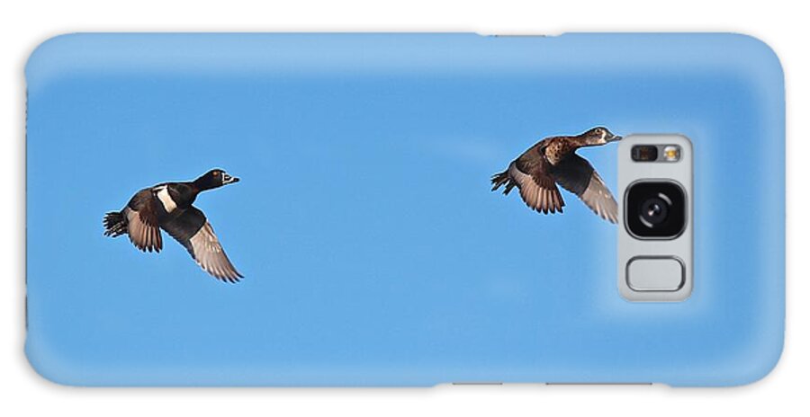 Duck Galaxy Case featuring the photograph Ring-Necked Duck Pair by John Dart