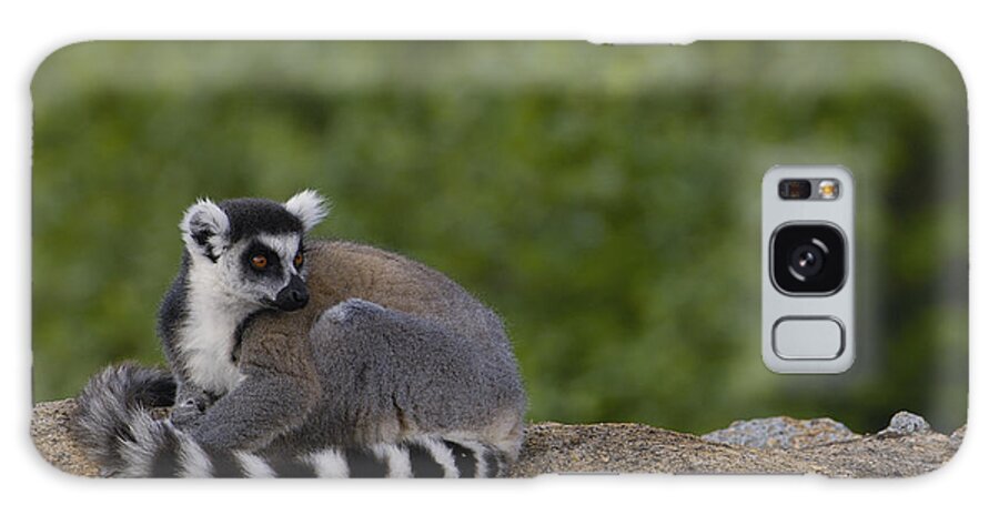 Feb0514 Galaxy Case featuring the photograph Ring-tailed Lemur Resting On Rocks by Pete Oxford