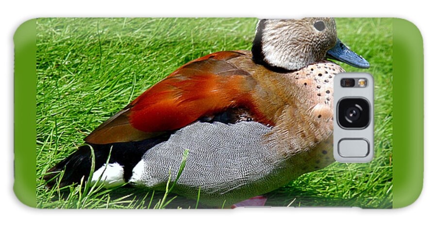 Duck Galaxy Case featuring the photograph Ringed Teal Drake by Rona Black