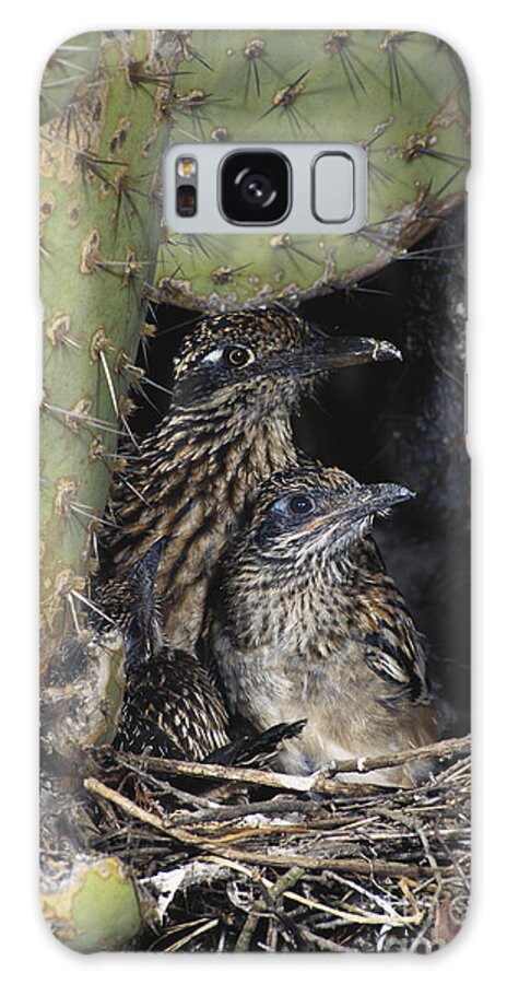Greater Roadrunner Galaxy Case featuring the photograph Roadrunners In Nest by Anthony Mercieca
