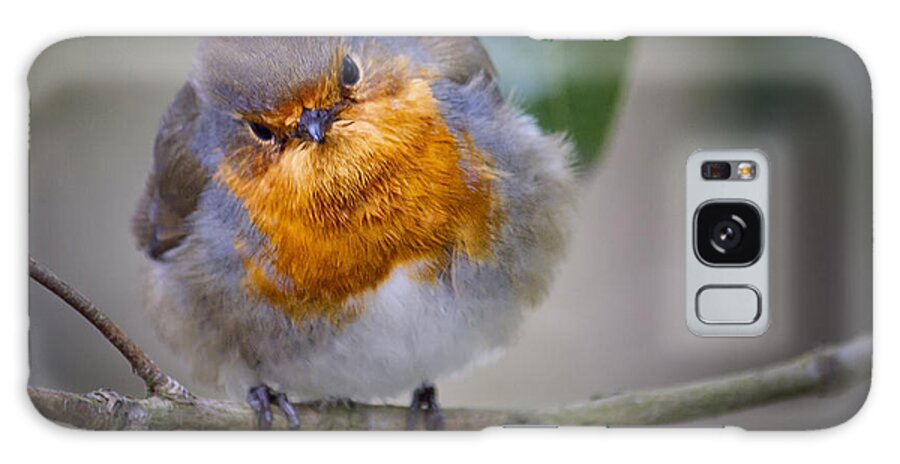 Robin Galaxy S8 Case featuring the photograph Robin redbreast by Shirley Mitchell
