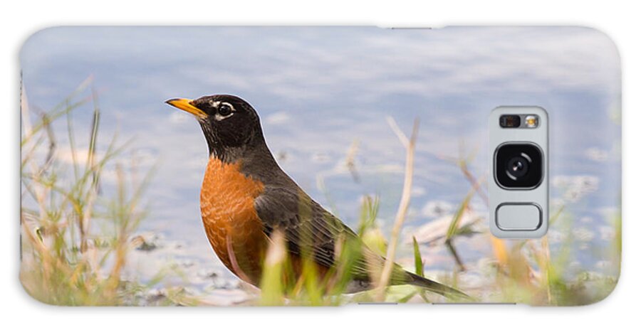 Bird Galaxy Case featuring the photograph Robin Viewing Surroundings by John M Bailey