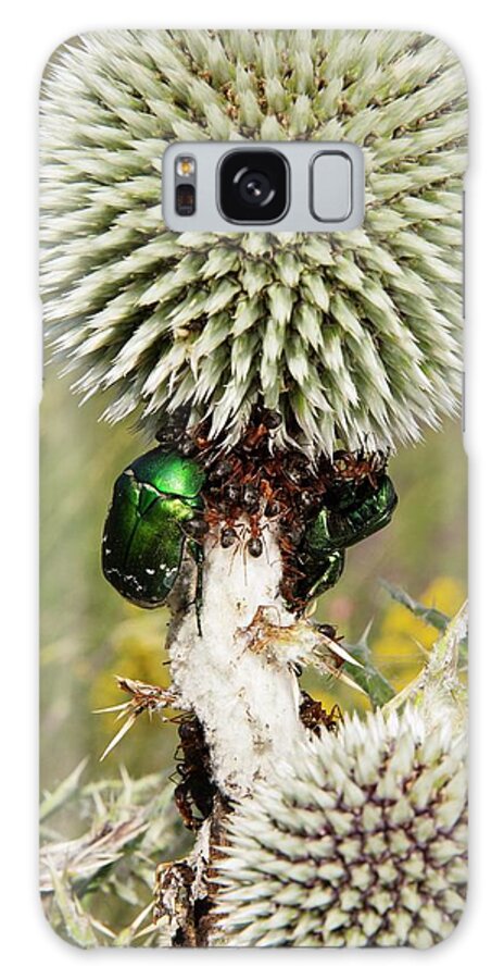 Nobody Galaxy Case featuring the photograph Rose Chafers And Ants On Thistle Flowers by Bob Gibbons