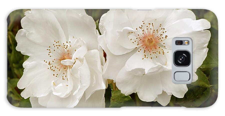 Rose Galaxy Case featuring the photograph Rose (rosa 'jacqueline Due Pre') by Adrian Thomas/science Photo Library