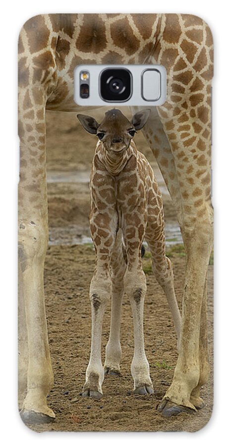 Feb0514 Galaxy Case featuring the photograph Rothschild Giraffe Calf Hiding by San Diego Zoo