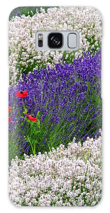 Lavender Purple Summer Sequim Galaxy Case featuring the photograph Rows of Purple and Poppies 2 by Eggers Photography