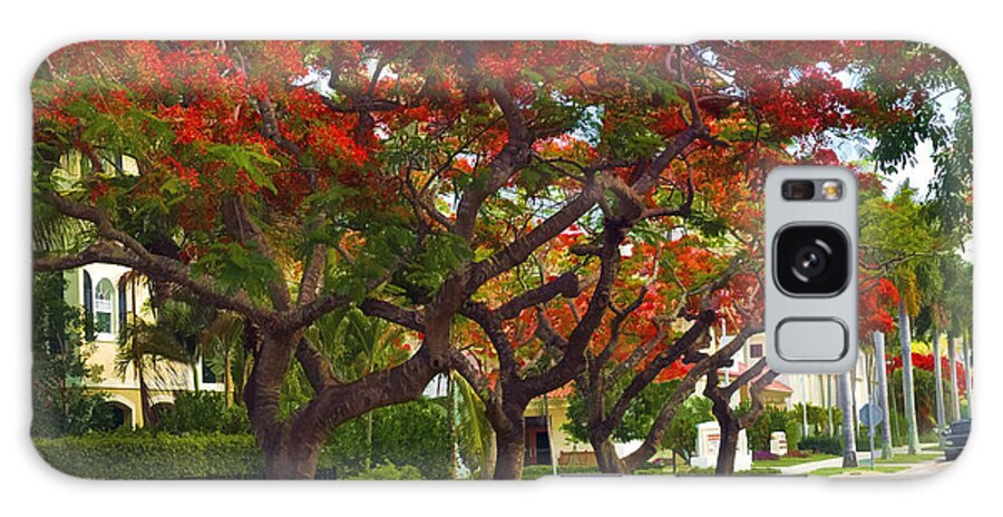 Royal Poinciana Tree Galaxy Case featuring the photograph Royal Poinciana Trees Blooming in South Florida by Ginger Wakem