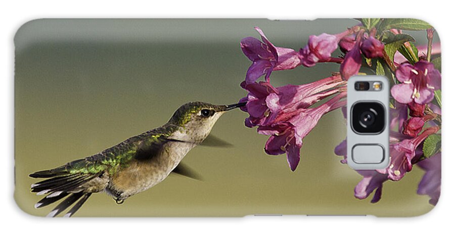 Humming Bird Galaxy S8 Case featuring the photograph Ruby in Pink by Jan Killian
