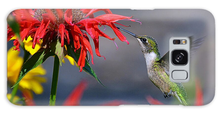 Bird Galaxy Case featuring the photograph Ruby Throated Hummingbird in a Flower Garden by Rodney Campbell