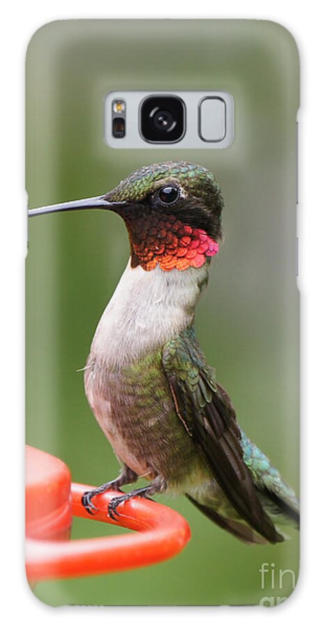 Hummingbird Galaxy Case featuring the photograph Ruby-throated Hummingbird Male 11702-1 by Robert E Alter Reflections of Infinity