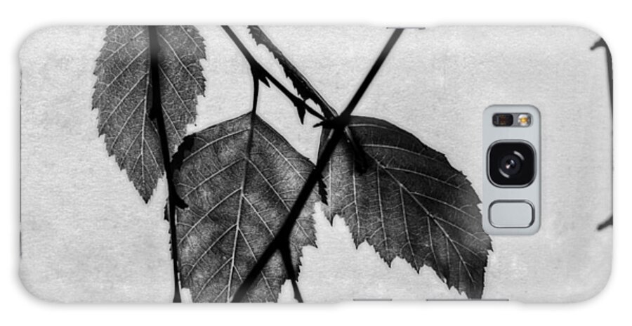 Leaf Galaxy Case featuring the photograph Rule Of Three by Bob Orsillo