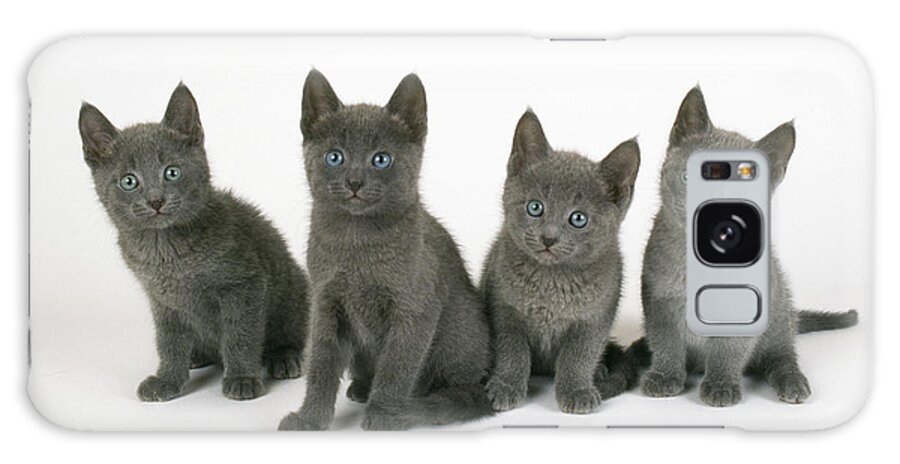 Cat Galaxy Case featuring the photograph Russian Blue Kittens by John Daniels