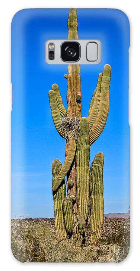 Cactus Galaxy Case featuring the photograph Saguaro Family by Robert Bales