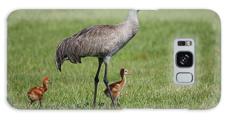 Sandhill Cranes Galaxy Case featuring the photograph Sandhill Crane and Two Colts by John Greco