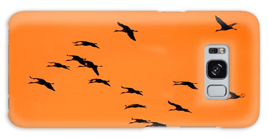 Sandhill Cranes Galaxy Case featuring the photograph Sandhill Sunrise by T C Brown