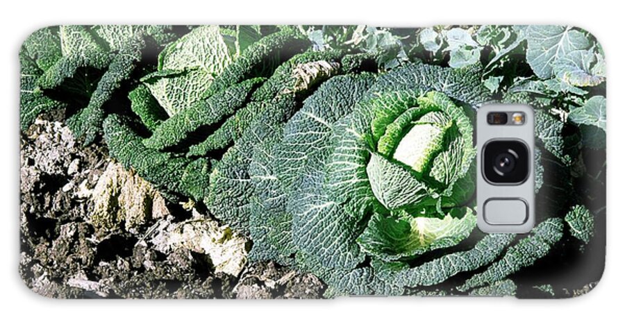 Savoy Cabbages Galaxy Case featuring the photograph Savoy Cabbages (brassica Oleracea) by Brian Gadsby/science Photo Library
