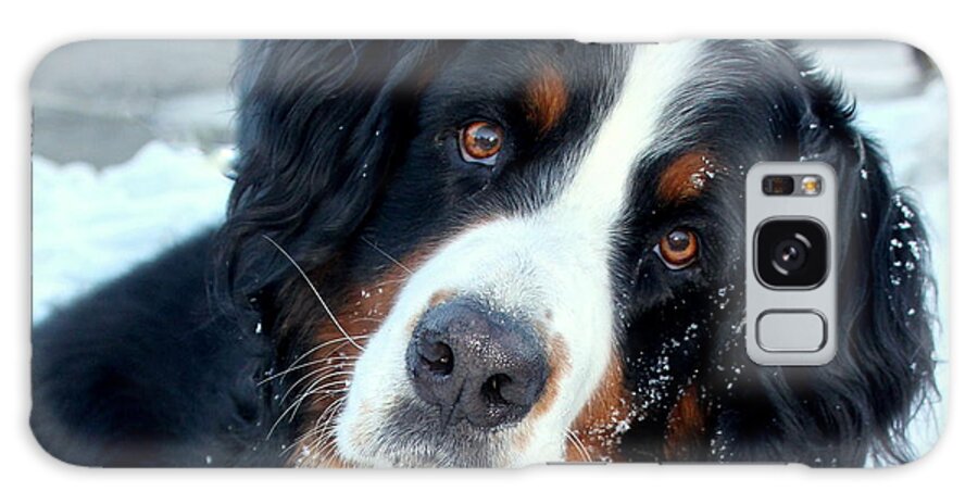 Bernese Mountain Dog Galaxy S8 Case featuring the photograph You Said You Love Me by Fiona Kennard
