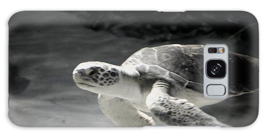 Turtle Galaxy Case featuring the photograph Sea Turtle by Amanda Eberly
