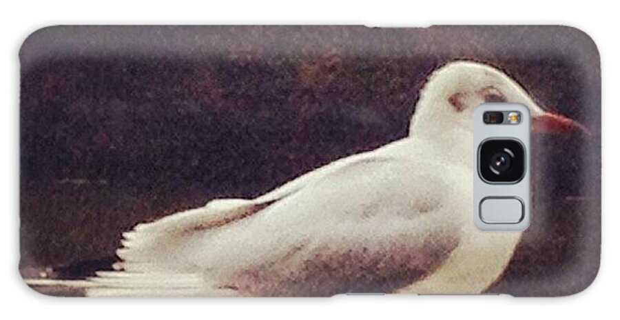 Igersdublin Galaxy Case featuring the photograph Seagull On The Boardwalk. #igersdublin by David Lynch
