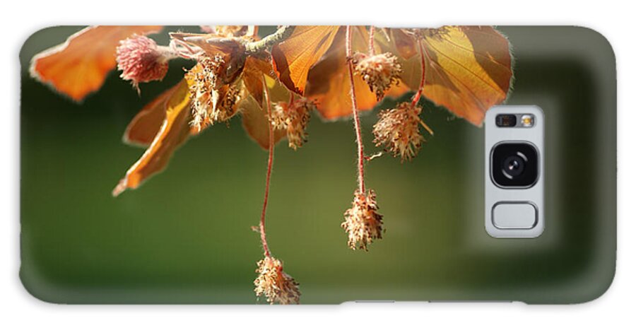 Spring Galaxy Case featuring the photograph Seed from the beech by Jolly Van der Velden
