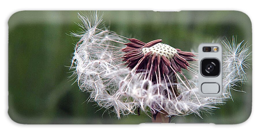 Dandelion Galaxy Case featuring the photograph Seeds and Stems by Suzy Piatt
