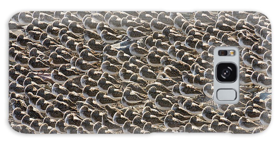 00536652 Galaxy Case featuring the photograph Semipalmated Sandpipers Sleeping by Yva Momatiuk John Eastcott