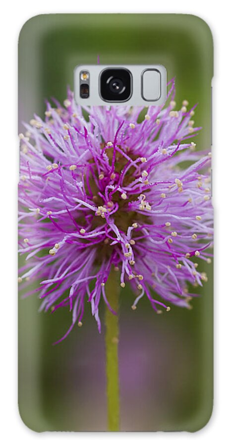 Flower Galaxy S8 Case featuring the photograph Sensitive Briar Flower Globe by Steven Schwartzman