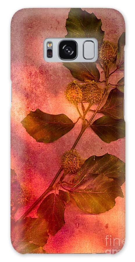 Beech Galaxy Case featuring the photograph Shades of Autumn by Jan Bickerton
