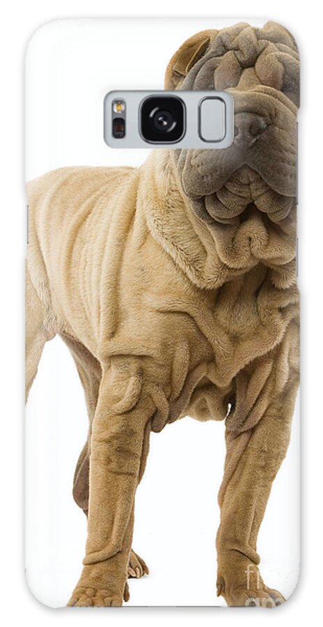Dog Galaxy Case featuring the photograph Shar Pei by Jean-Michel Labat
