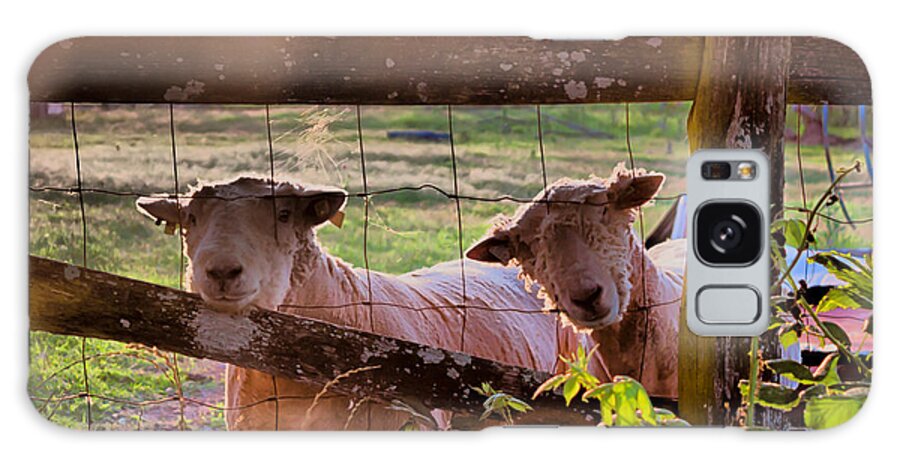 Sheep Galaxy Case featuring the photograph Sheepish Looks by Lynne Jenkins