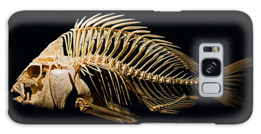 Animal Galaxy Case featuring the photograph Sheepshead Fish Skeleton by Millard H. Sharp