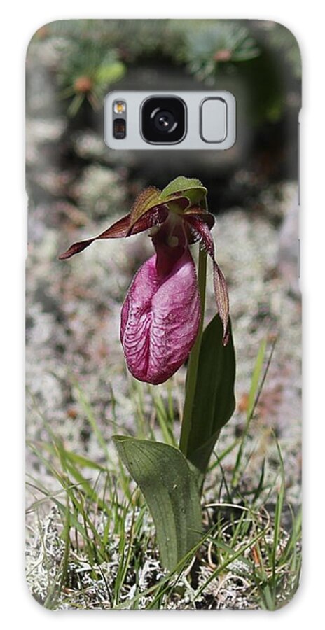 Lady Slipper Galaxy Case featuring the photograph Showy Lady's Slipper 1 by Ruth Kamenev