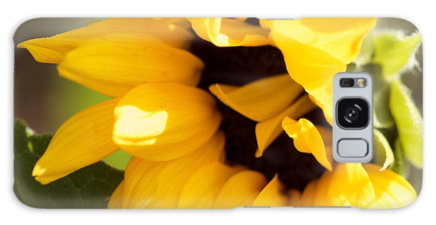 Sunflower Galaxy Case featuring the photograph Shy Sunflower by Cathy Donohoue