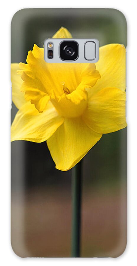 Daffodil Galaxy Case featuring the photograph Sign of Spring by Barbara West