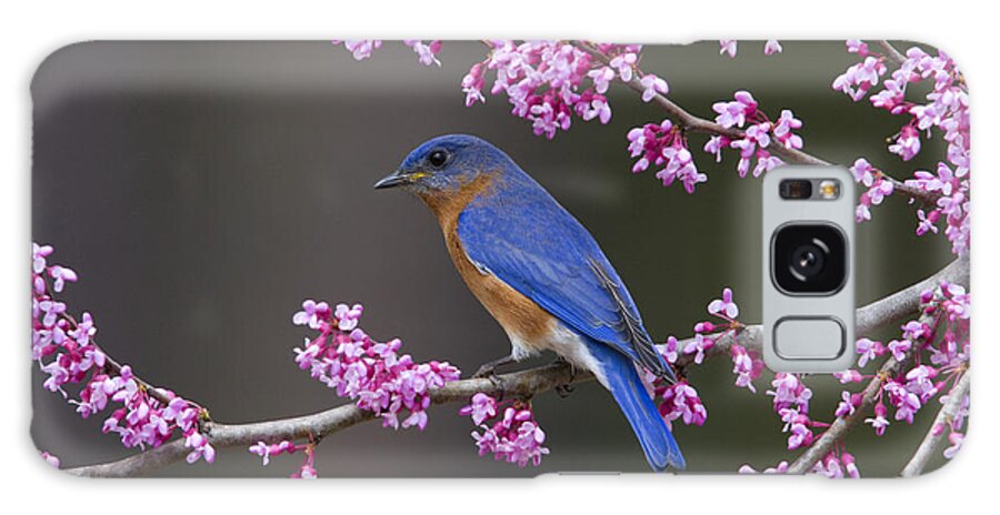 Bluebird Photographs Photographs Galaxy Case featuring the photograph Signs of Spring by Jim E Johnson